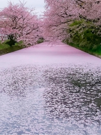 Hirosaki Park au Japon