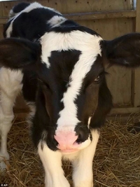 La Septième Vache