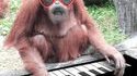 phil et son piano