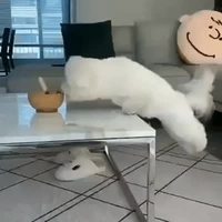 Bien élevé mais curieux