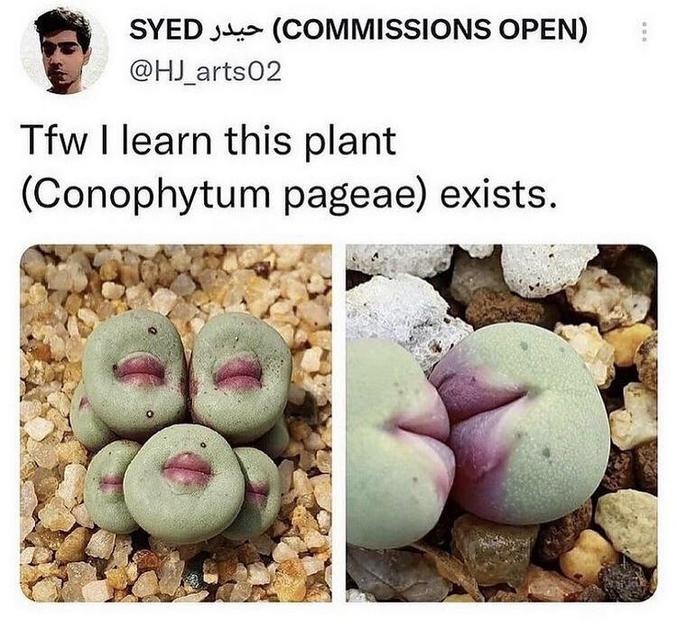 Conophytum