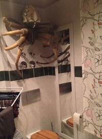 Une petite bête aux toilettes