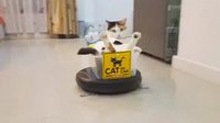 Aspi-chat