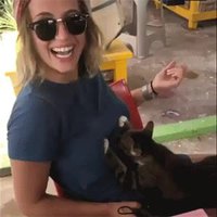 Chat qui profite de l'occasion