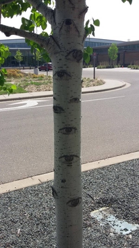 Arbre omniscient