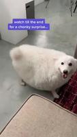 Un bon gros chien.