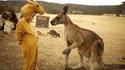 Rencontre avec un kangourou, la suite
