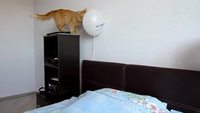 Chat trop curieux