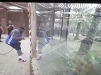 Homme vs lion