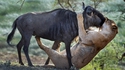 Baiser de la mort