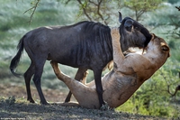 Baiser de la mort