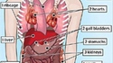 Anatomie d'un ogre a deux tetes.