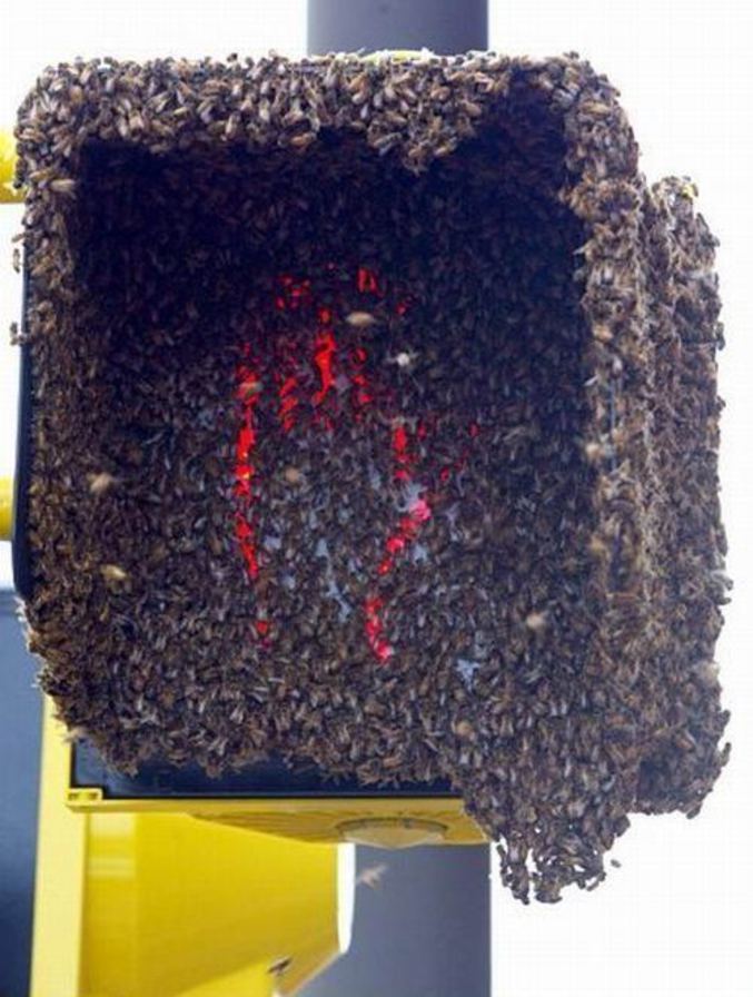 Des abeilles respectant le code de la route.