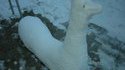 Lamasticot des neiges