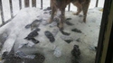 La neige fond