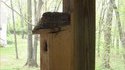 Bird fail