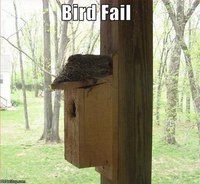 Bird fail