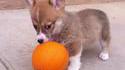 Chiot VS Citrouille
