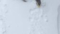 Des loutres en hiver