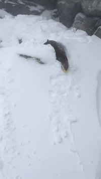 Des loutres en hiver