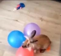Le lapin de Pâques est chaud patate 