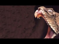 Une vipère a la queue en forme d'araignée