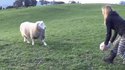 kan t'habites en Nouvelle-Zélande et que tu peux pas avoir de chien