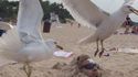 Mauvaise idée à la plage + mouettes