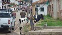 Fidèle destrier