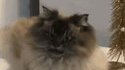 Evil cat