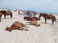 Pendant ce temps, à la plage