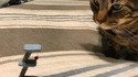 Faire une blague à son chat