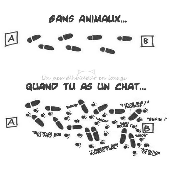 Les chats s'ils pouvaient, ils achèteraient kwiskas