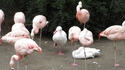 Je suis un flamant rose
