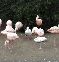 Je suis un flamant rose