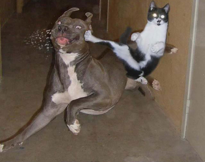 Un chat se bat avec un chien.