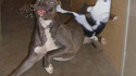 Chien vs Chat