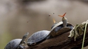 La tortue et le papillon