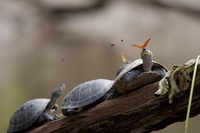 La tortue et le papillon