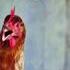 Chicken talk - Richie Kavanagh 