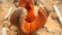 Plante Shai-Hulud