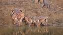 Tigre et tigreaux synchros