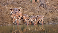 Tigre et tigreaux synchros