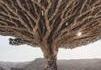 Au Yémen pousse ce curieux arbre appelé "dragon blood tree".