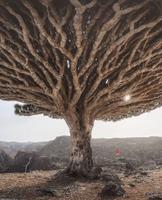 Au Yémen pousse ce curieux arbre appelé "dragon blood tree".
