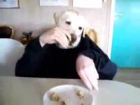 Chien humain