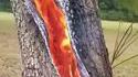 Arbre frappé par la foudre