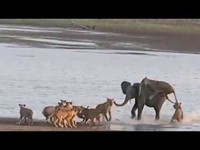 Un éléphanteau et 14 lionnes