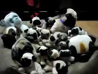 Où est le chien ?
