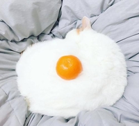 chat blanc + mandarine = oeuf au plat